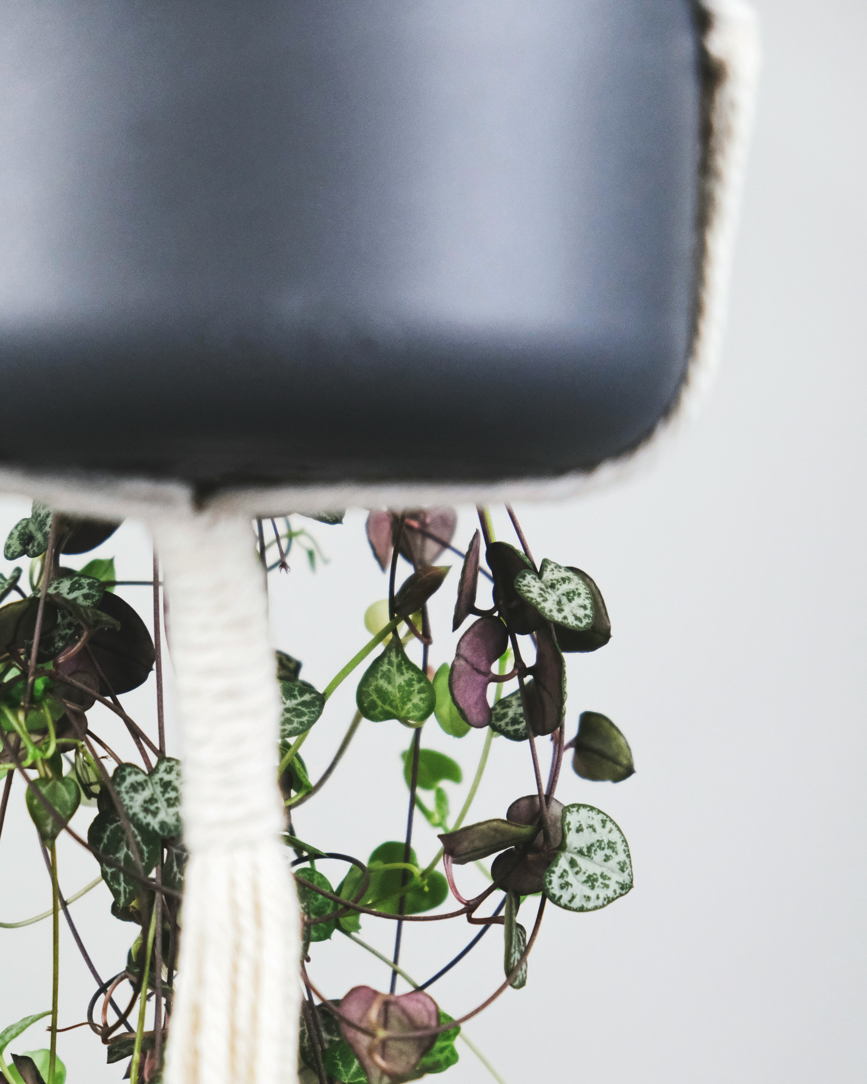 green plant on black pot